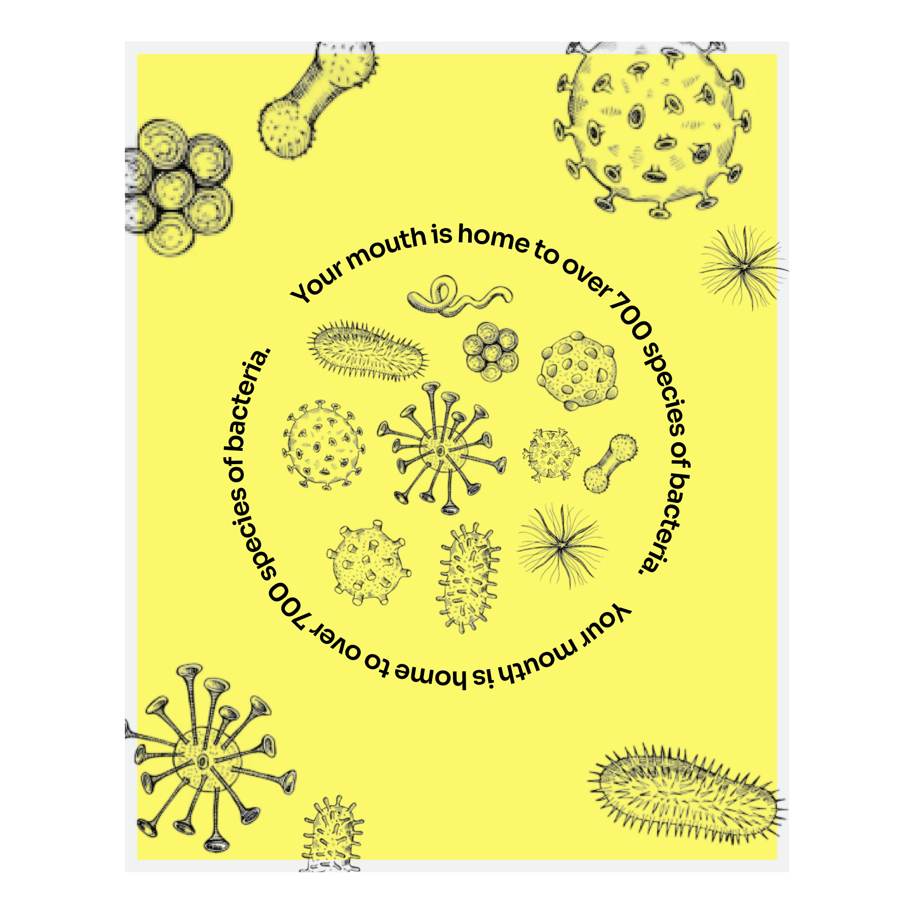 ToothScience project frame 04